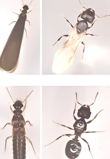 深圳白蟻防治 (419).jpg