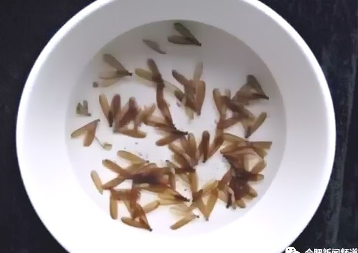 深圳白蟻防治 (6).jpeg