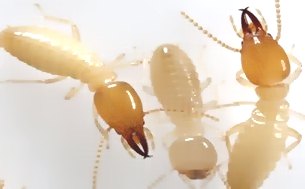 深圳白蟻防治 (45).jpg