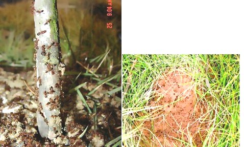 深圳白蟻防治 (213).jpg