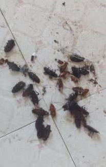 滅蟑螂公司哪家好 (1293).jpg