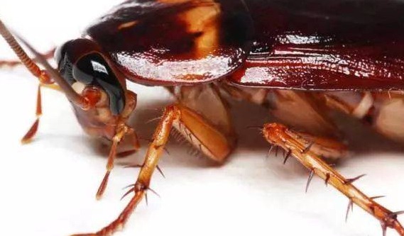 滅蟑螂公司哪家好 (15).jpeg