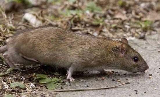 如何快速滅鼠 (134).jpg