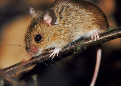 如何快速滅鼠 (414).jpg