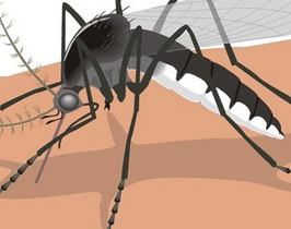 深圳殺蟲公司如何滅蚊子 (66).png