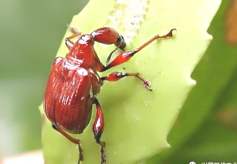 深圳殺蟲公司 (34).jpg