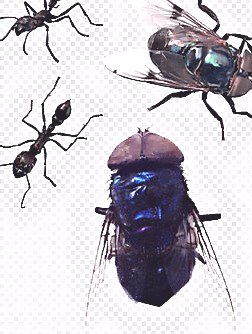 深圳殺蟲公司 (356).jpg