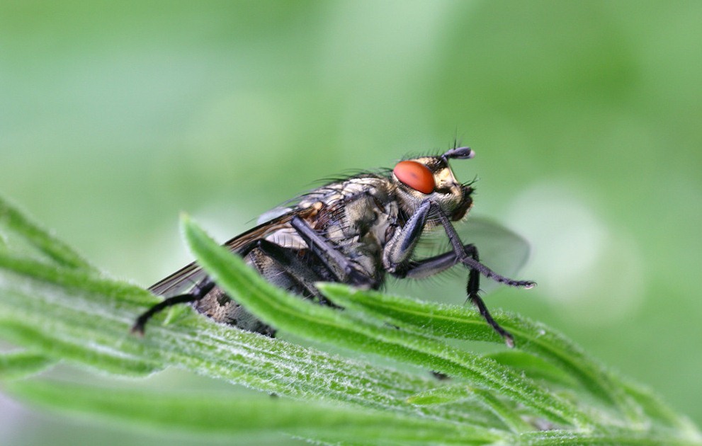 蒼蠅 (109).jpg