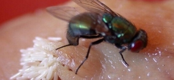 蒼蠅 (239).jpg
