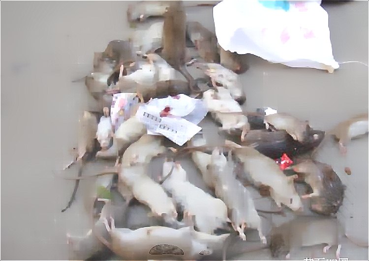 深圳滅鼠公司 (539).jpg