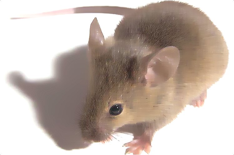 深圳滅鼠公司 (1245).jpg