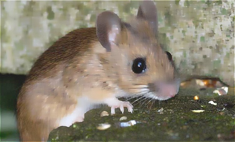 深圳滅鼠公司 (1538).jpg