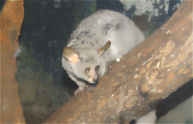 深圳滅鼠公司 (1631).jpg