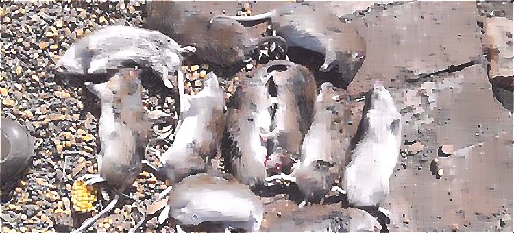 深圳滅鼠公司 (1728).jpg