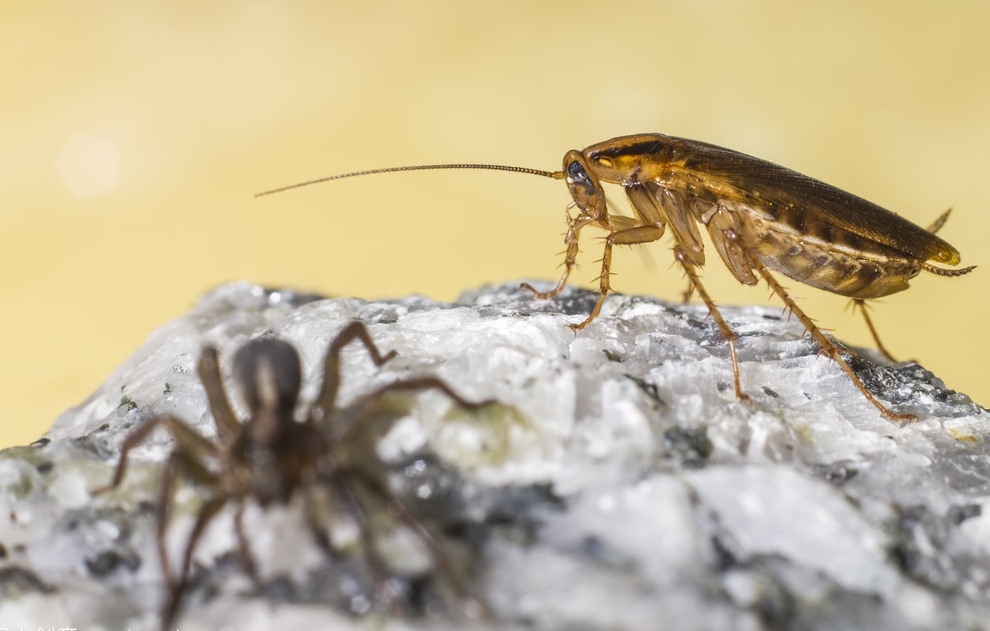 滅蟑螂公司哪家好 (962).jpg