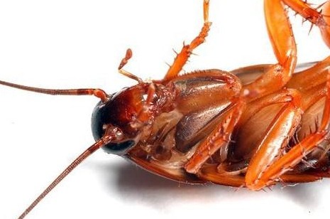 滅蟑螂公司哪家好 (1754).jpg