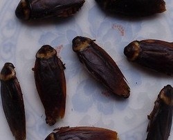 滅蟑螂公司哪家好 (1926).jpg