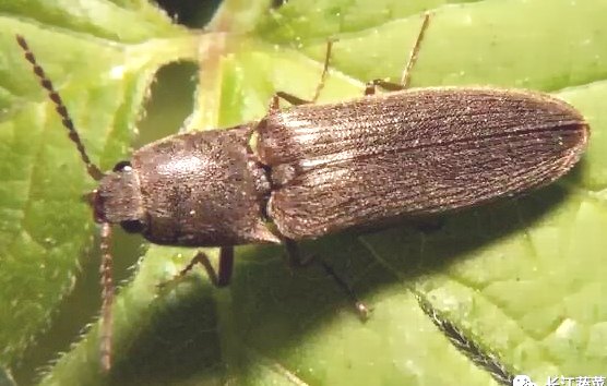 深圳殺蟲公司 (52).png