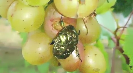 深圳殺蟲公司 (41).jpeg