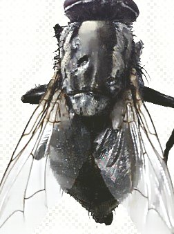 深圳殺蟲公司 (209).jpg