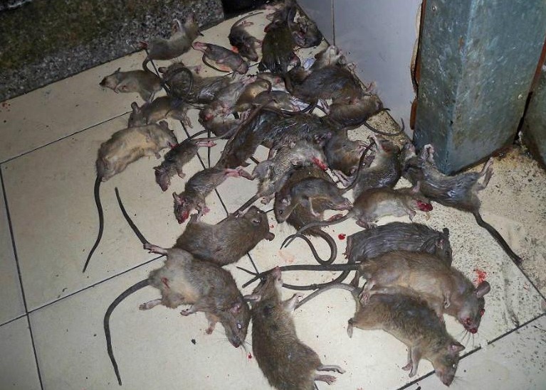 如何快速滅鼠 (227).jpg