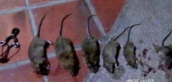 如何快速滅鼠 (70).jpg