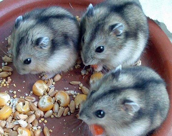 如何快速滅鼠 (443).jpg