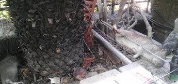 深圳滅鼠公司 (78).jpg