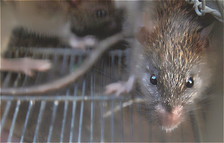 深圳滅鼠公司 (1454).jpg