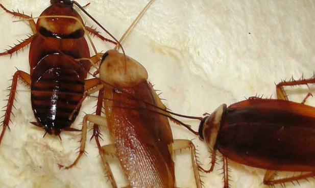 滅蟑螂公司哪家好 (539).jpg