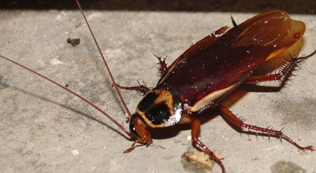 滅蟑螂公司哪家好 (378).jpeg