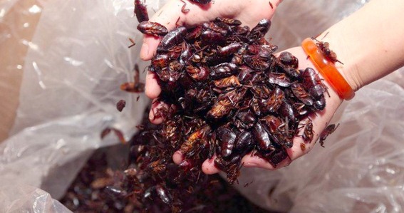 滅蟑螂公司哪家好 (2441).jpg