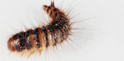 深圳殺蟲公司告訴你衣魚怎么消滅 (2).gif