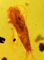 深圳殺蟲公司告訴你衣魚怎么消滅 (296).jpg