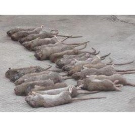 如何快速滅鼠 (618).jpg