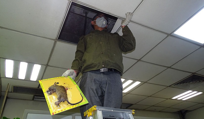 如何快速滅鼠 (489).jpg