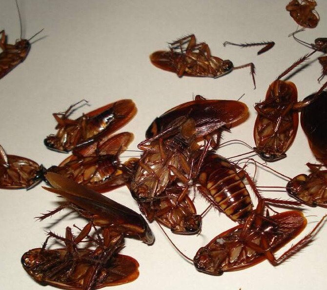 深圳殺蟲公司教您如何快速專業滅殺蟑螂 (11).jpeg