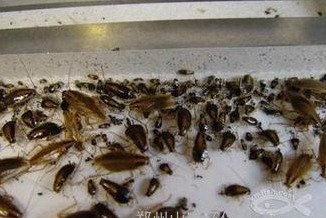 深圳殺蟲公司教您如何快速專業滅殺蟑螂 (185).jpg