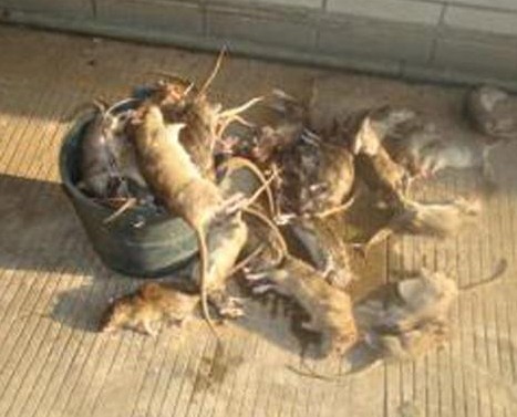 深圳滅鼠公司 如何快速有效滅鼠 (4).jpg