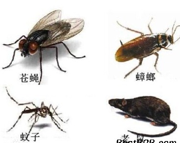 深圳滅蟑螂公司教您如何快速滅蟑螂 (2528).jpg