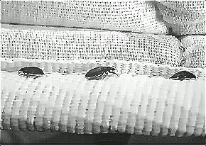 深圳殺蟲公司教您如何滅臭蟲 (129).jpg