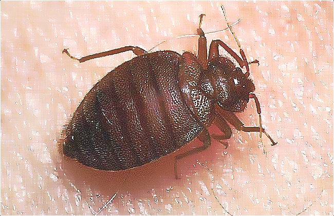 深圳殺蟲公司教您如何滅臭蟲 (195).jpg