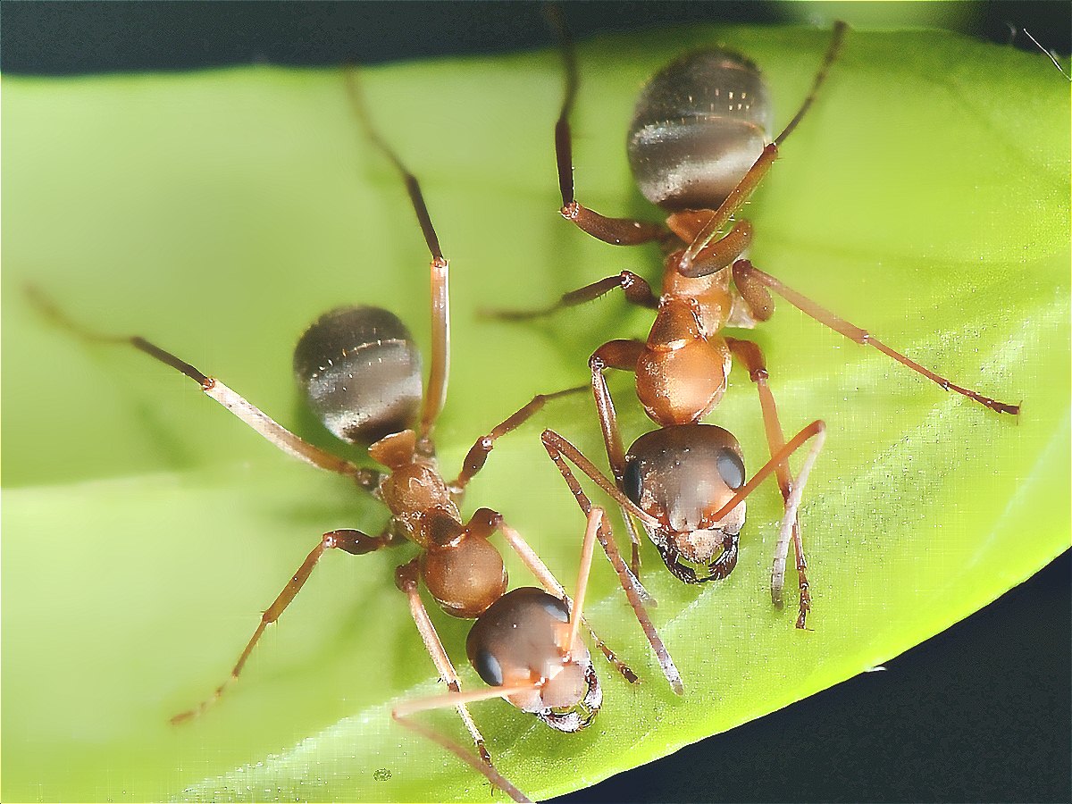 深圳殺蟲公司教您如何滅螞蟻 (5).jpg