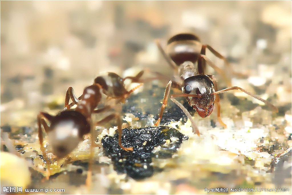 深圳殺蟲公司教您如何滅螞蟻 (301).jpg