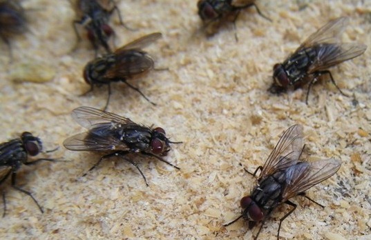 深圳殺蟲公司教您如何滅蒼蠅 (33).jpg