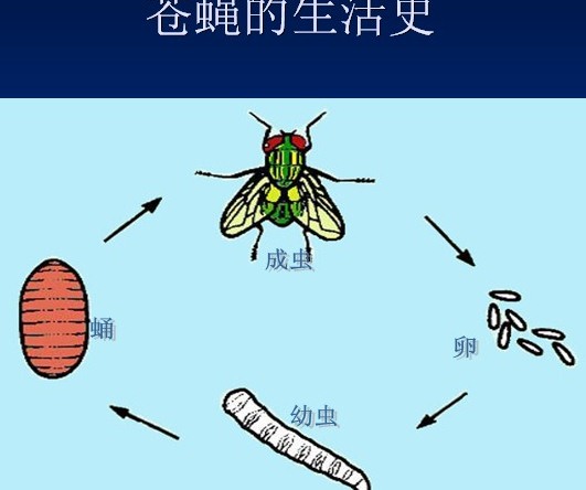 深圳殺蟲公司教您如何滅蒼蠅 (83).jpg