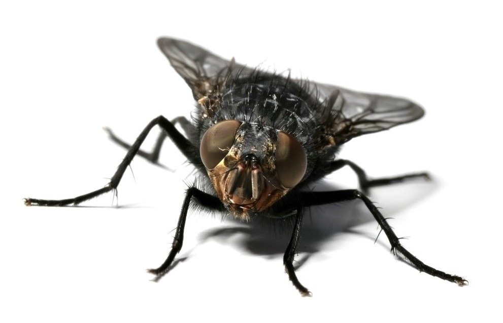 深圳殺蟲公司教您如何滅蒼蠅 (221).jpg