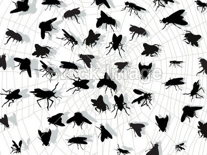 深圳殺蟲公司教您如何滅蒼蠅 (242).jpg