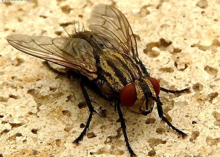 深圳殺蟲公司教您如何滅蒼蠅 (243).jpg