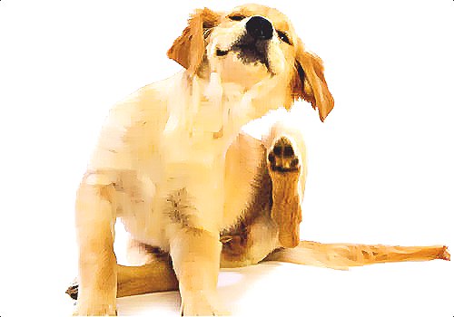 深圳殺蟲公司如何快速有效專業的滅殺害蟲 (668).jpg